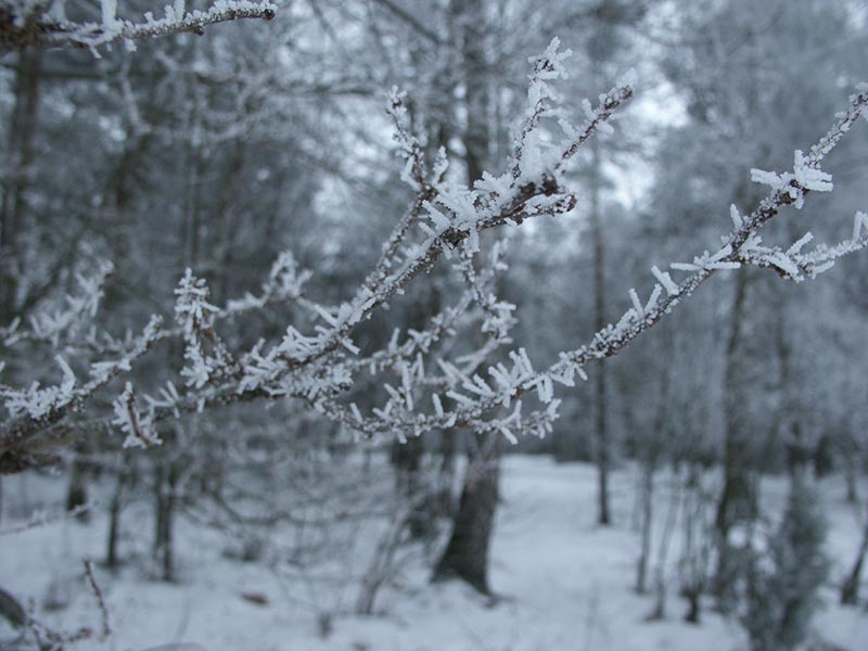 Беларусь: деревья; 08:58 10.01.2006