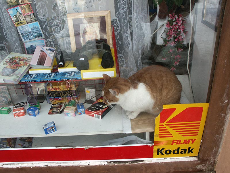 Чехия (Česko): Кутна Гора (Kutná Hora): витрина магазина: кошка; 12:08 12.03.2005