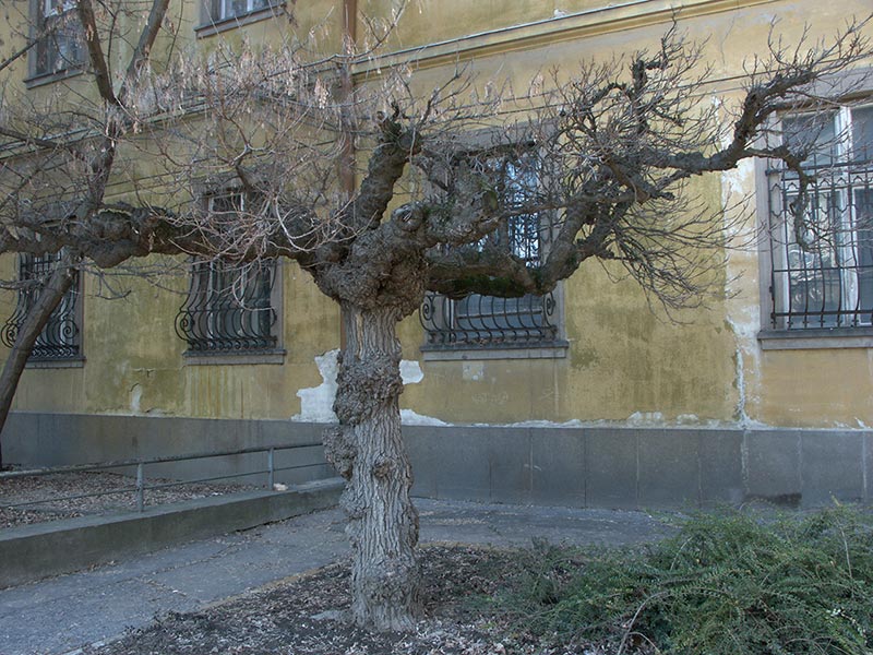 Венгрия (Magyarország): Эгер (Eger): Károly Város: Markhót Ferenc utca: дерево; 12:22 09.01.2006