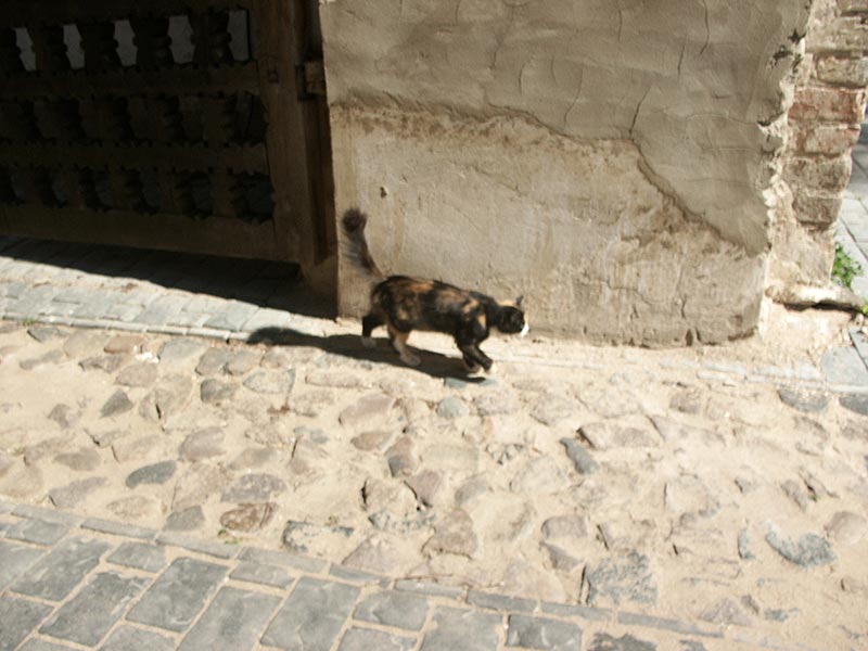 Кострома: Ипатьевский монастырь: Старый город: кошка; 13:53 05.08.2005