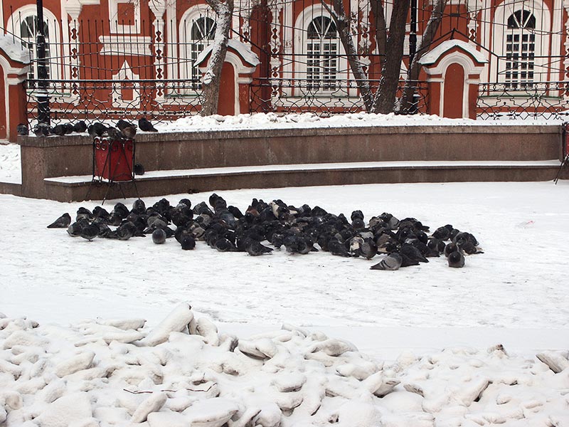 Красноярск: мёрзнующие голуби на пр.Мира,56; 22.01.2005