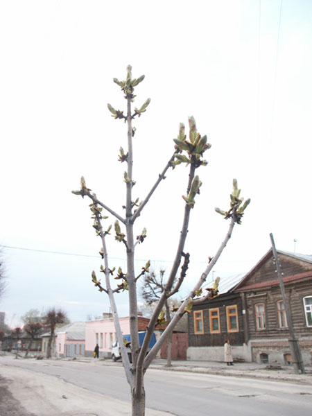 Рязань: ул.Щедрина: дерево; 02.05.2005