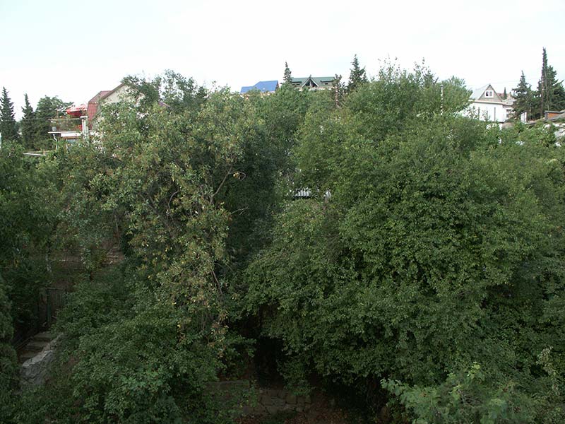 Украина (Украïна): Крым (Крим): Алушта: вид из окна дома на ул.Ленина,49; 07:52 04.09.2005