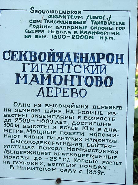 Украина (Украïна): Крым (Крим): Никита: Никитский ботанический сад: секвоя; 11:01 05.09.2005
