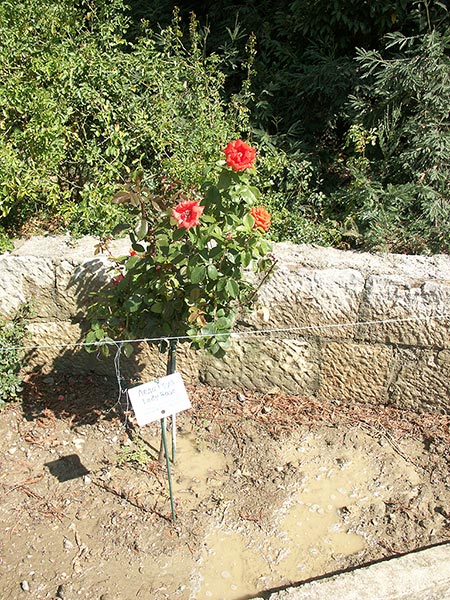 Украина (Украïна): Крым (Крим): Никита: Никитский ботанический сад: роза Леди Роуз; 11:08 05.09.2005