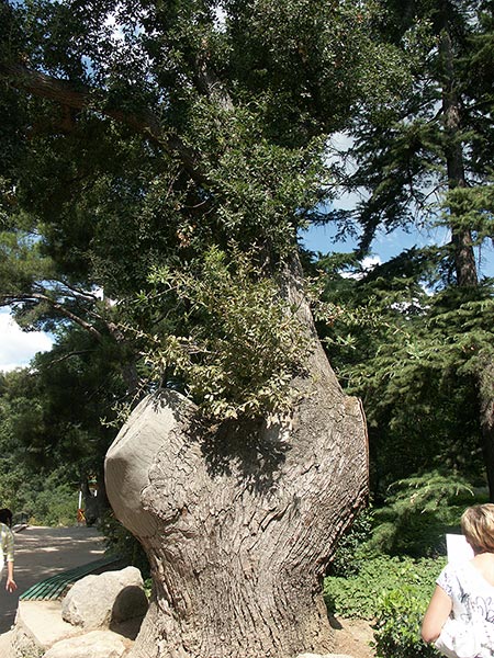 Украина (Украïна): Крым (Крим): Никита: Никитский ботанический сад: дуб пушистый; 11:24 05.09.2005