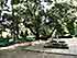 Украина (Украïна): Крым (Крим): Никита: Никитский ботанический сад: дерево над площадкой; 11:49 05.09.2005