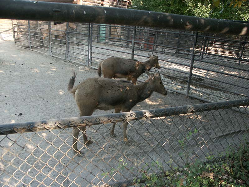 Украина (Украïна): Николаев (Миколаïв): зоопарк; 09:19 10.09.2005