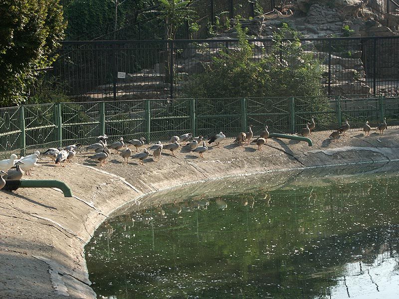 Украина (Украïна): Николаев (Миколаïв): зоопарк: птицы; 09:20 10.09.2005