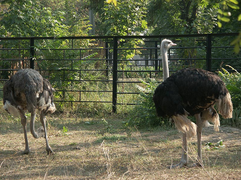 Украина (Украïна): Николаев (Миколаïв): зоопарк: африканские страусы; 09:27 10.09.2005