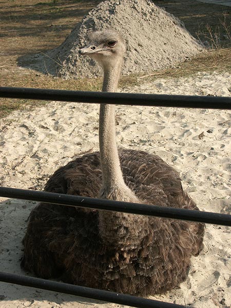 Украина (Украïна): Николаев (Миколаïв): зоопарк: африканский страус; 09:28 10.09.2005