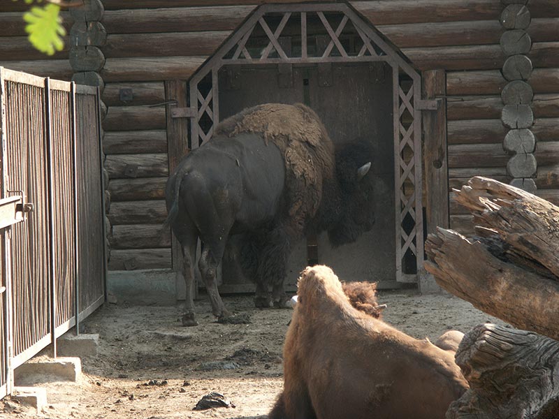 Украина (Украïна): Николаев (Миколаïв): зоопарк: бизон; 09:32 10.09.2005