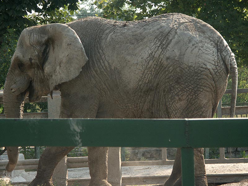 Украина (Украïна): Николаев (Миколаïв): зоопарк: африканский слон; 09:47 10.09.2005