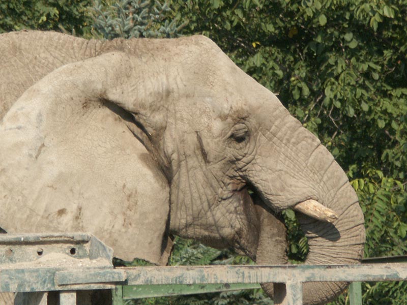 Украина (Украïна): Николаев (Миколаïв): зоопарк: африканский слон; 09:50 10.09.2005