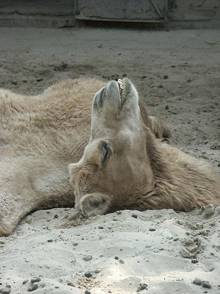 Украина (Украïна): Николаев (Миколаïв): зоопарк: верблюд; 09:54 10.09.2005