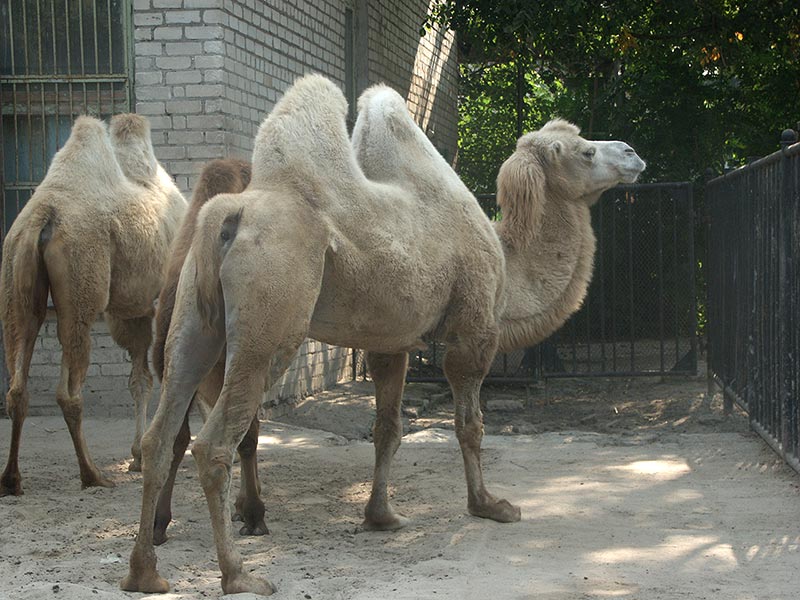 Украина (Украïна): Николаев (Миколаïв): зоопарк: верблюды; 09:54 10.09.2005