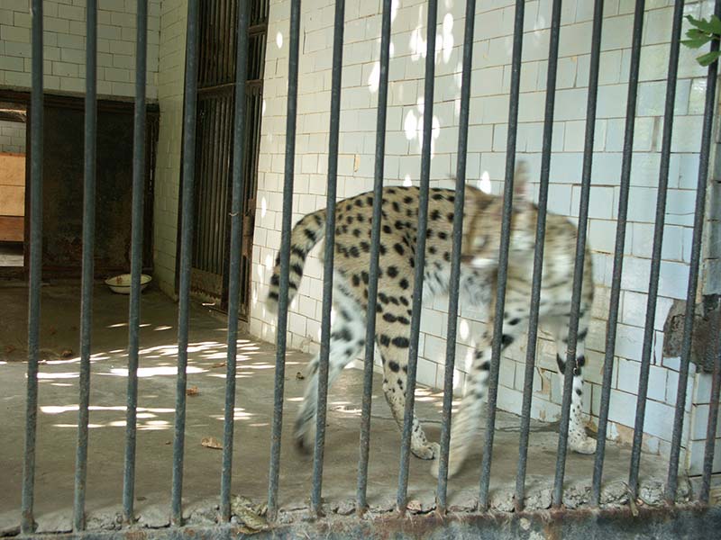 Украина (Украïна): Николаев (Миколаïв): зоопарк: серовал (?); 10:18 10.09.2005
