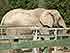 Украина (Украïна): Николаев (Миколаïв): зоопарк: африканский слон; 09:50 10.09.2005